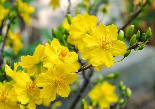 Hoa đào và hoa mai là hai loại hoa không thể thiếu trong ngày Tết của người Việt Nam. Trong không gian Tết đầm ấm, cuối năm ôn vầy, cùng chiêm ngưỡng những đoá hoa rực rỡ và truyền thống này cùng gia đình và người thân.