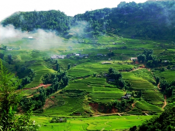 Phân tích