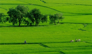 Miêu tả