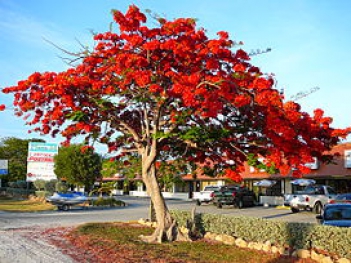 Miêu tả