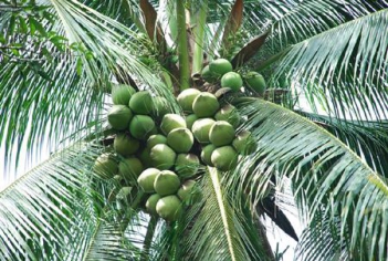 Miêu tả