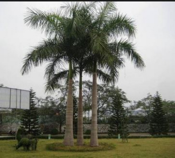 Nghị luận