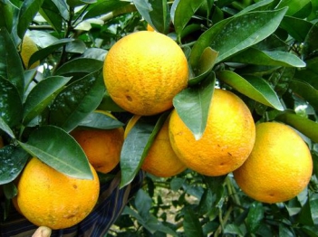 Miêu tả