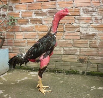 Miêu tả