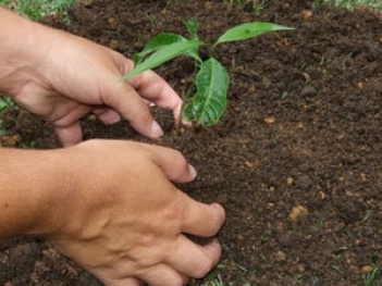 Bài văn tả bố em đang trồng cây