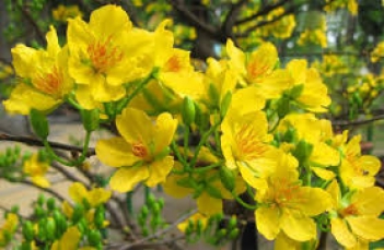 Các bài văn kể chuyện hay lớp 5