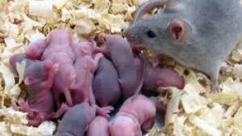 Câu chuyện về tình yêu thương