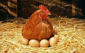 Bài văn cảm nghĩ về bài thơ Tiếng gà trưa