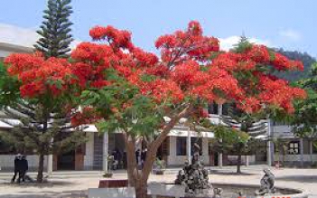Bài văn cảm nghĩ về cây phượng