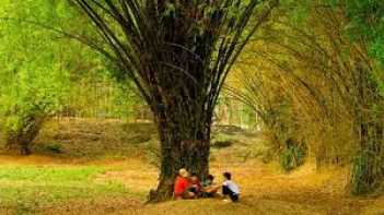 Bài văn cảm nghĩ về cây tre