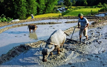 Tả một bác nông dân đang cày ruộng