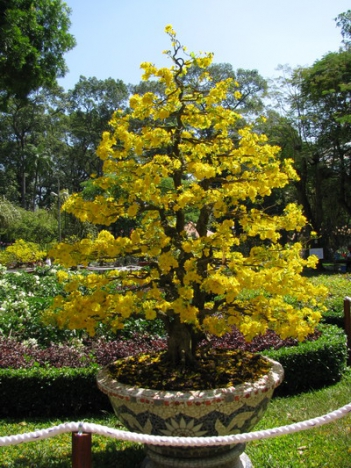 Bài văn miêu tả về cây mai vàng dịp Tết