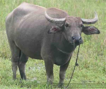 Bài văn miêu tả về con trâu cực hay và ý nghĩa
