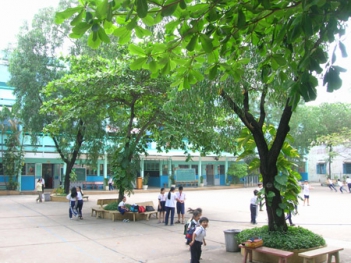 Bài văn hay miểu tả cây bàng trên sân trường của em