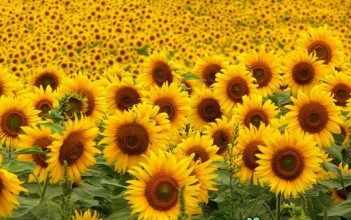 Bài văn miêu tả về cây hoa hướng dương cực hay