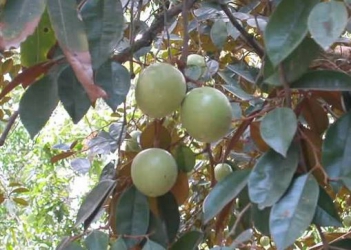 Bài văn miêu tả một loại cây ăn quả ở vườn nhà em