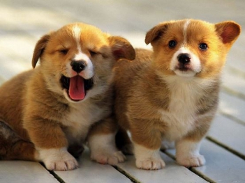 Tả một con vật nuôi mà em yêu thích nhất