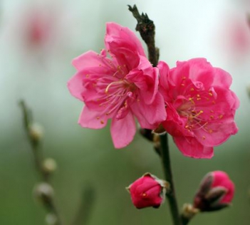 Bài văn hay tả về loài hoa mà em yêu thích