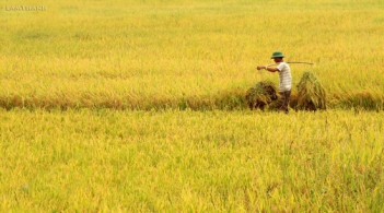 Bài văn hay lớp 5 miểu tả về phong cảnh miền quê