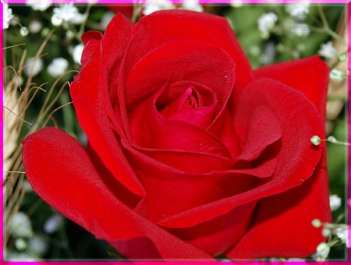 Bài văn ngắn miêu một cây hoa mà em yêu thích hay