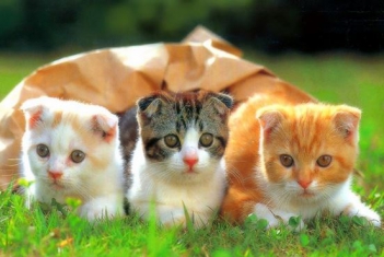 Bài văn miêu tả con mèo hay nhất