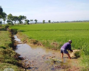 Bài văn miêu tả cảnh làm đồng ở quê