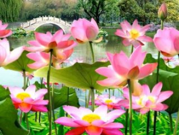 Bài văn ngắn mà hay miêu tả cây sen trong đầm