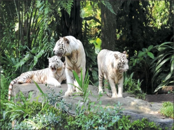 Bài văn miêu tả về sở thú trong một lần tham quang