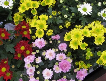 Bài văn hay miêu tả về cây hoa cúc