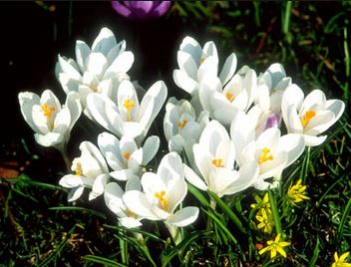 Bài văn hay miêu tả về cây hoa Huệ