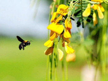 Bài văn hay miêu tả bông điên điển ở vùng Nam Bộ