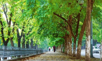 Bài văn hay miêu tả con dường quê đầy cây xanh, bóng mát