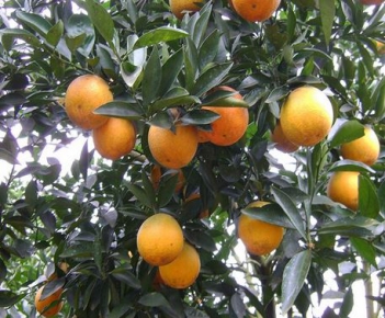 Bài văn miêu tả cây cam hay nhất