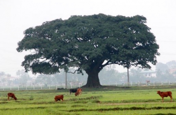 Bài văn miêu tả cây củ thụ làng em rất hay và ý nghĩa