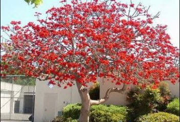 Bài văn hay miêu tả về cây gạo quê em