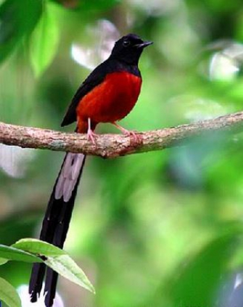 Bài văn miêu tả hay về các loại chim ở vùng quê