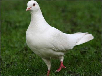 Bài văn tả về chú chim bồ câu rất hay và ý nghĩa