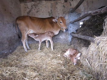Bài văn hay miêu tả cảnh mẹ con nhà bò