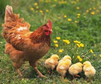 Bài văn tả con gà mẹ dẫn gà con tìm mồi hay