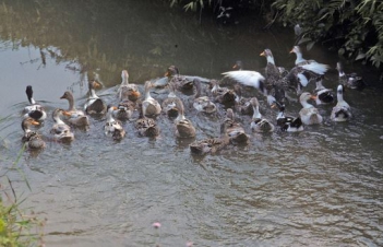 Bài văn hay tả về đàn vịt ngắn gon và súc tích