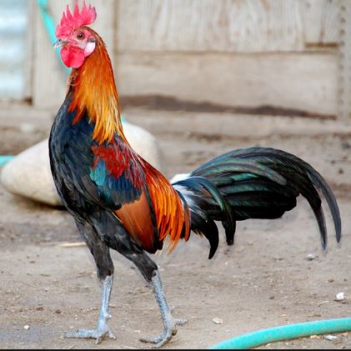 Bài văn miêu tả chú gà trống nha em mới nhất