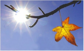 Bài văn phân tích chiếc lá cuối cùng cực hay