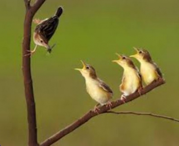 Bài văn hay kể về tình mẫu tử của động vật