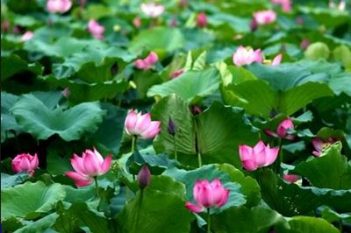 Chứng minh câu ca dao Trong dầm gì đẹp bằng sen...