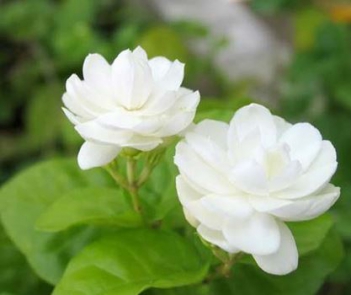 Nghị luận về câu ca dao Chẳng thơm cũng thể hoà nhài