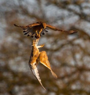 Thuyết mình về một loại chim