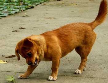 Bài văn miêu tả về một con vật nuôi em yêu thích