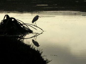 Kể lại câu chuyện ngắn dựa theo bài ca dao con cò mà đi ăn đêm