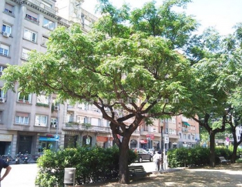 Bài văn miêu tả về cây xoan rất hay và ý nghĩa