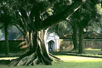 Bài văn miêu tả cây đa đầu làng